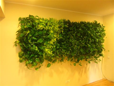 Grădină verticală cu plante naturale – 7 Film, foto 4 din 5